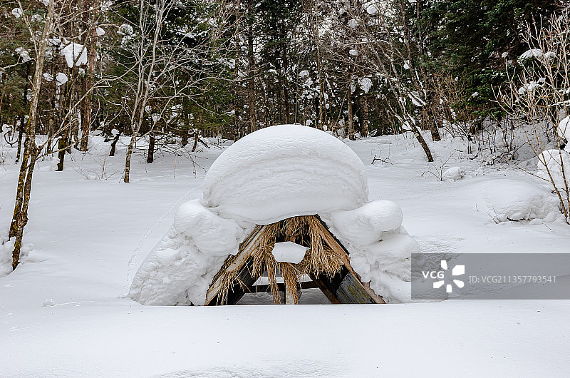 雪乡树林里的雪景图片素材