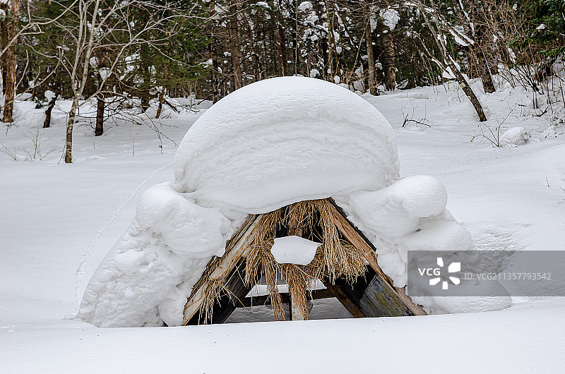 雪乡树林里的雪景图片素材