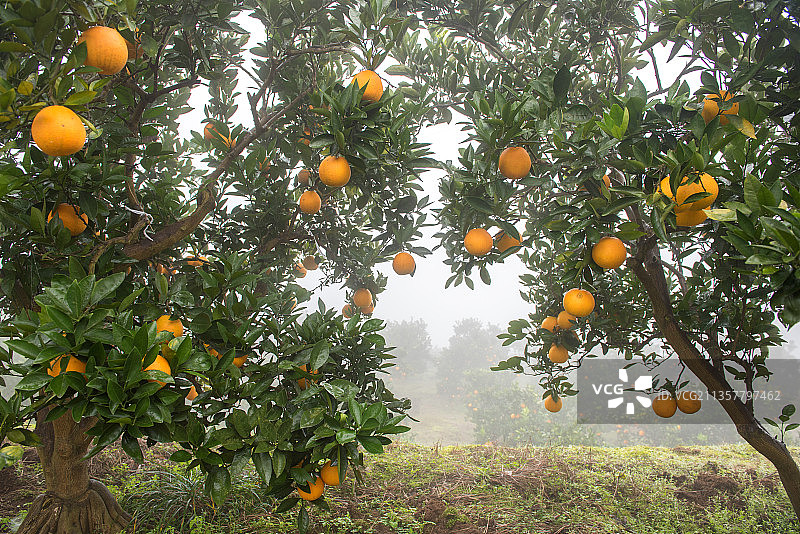 中国柑橘：雾中的脐橙园图片素材