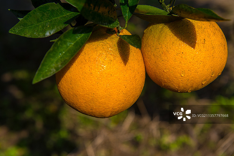 阳光照射下的两个柑橘图片素材