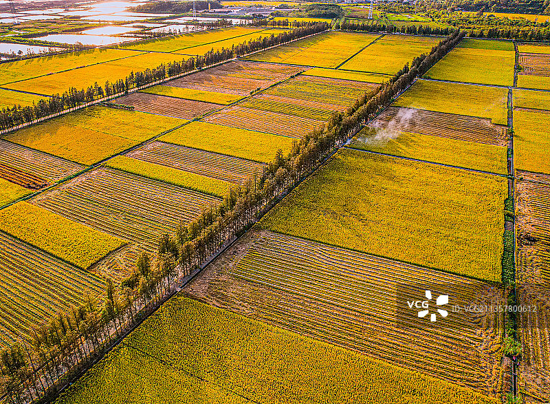 珠海斗门五山村油菜花图片素材