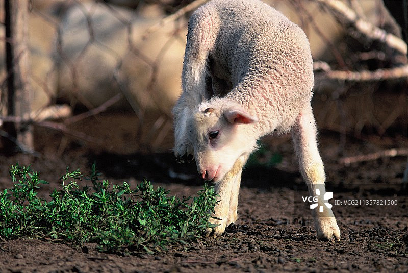 吃草的羊图片素材