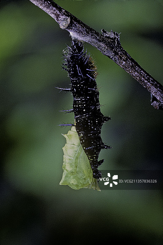 孔雀蛱蝶-蛹孵化图片素材