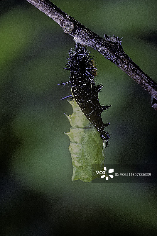 Aglais io（孔雀蝴蝶，欧洲孔雀）- 蛹孵化6图片素材