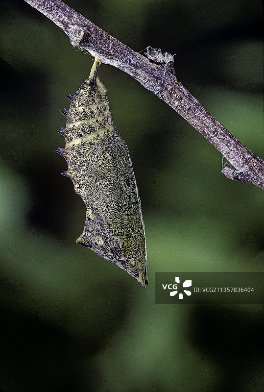 孔雀蛱蝶破茧而出图片素材