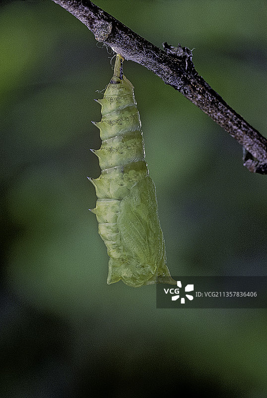 孔雀蛱蝶-蛹孵化11图片素材
