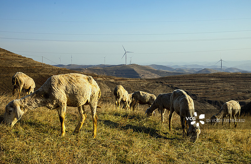 冬季高原上的羊群图片素材