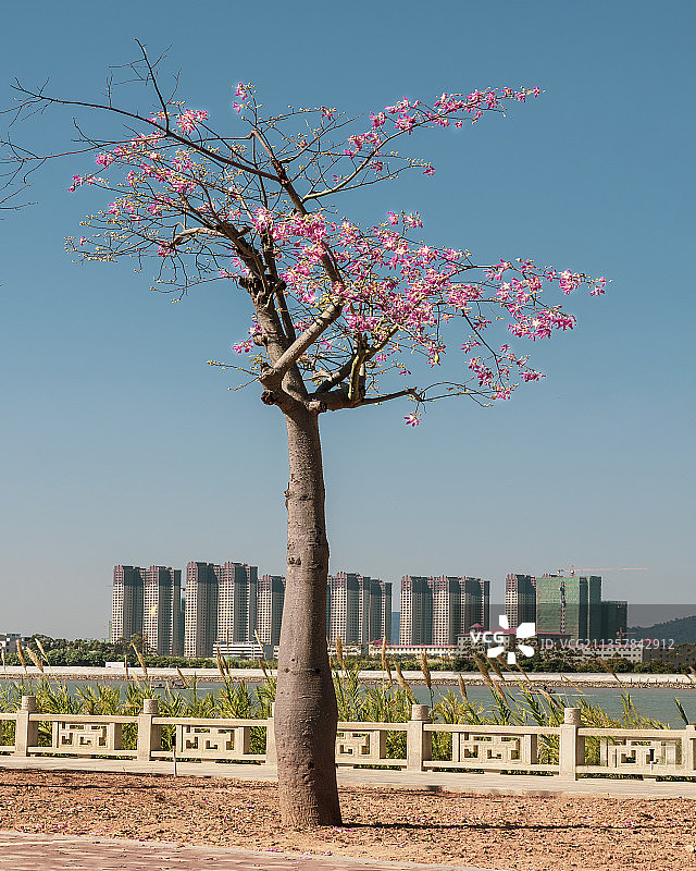 美丽异木棉图片素材