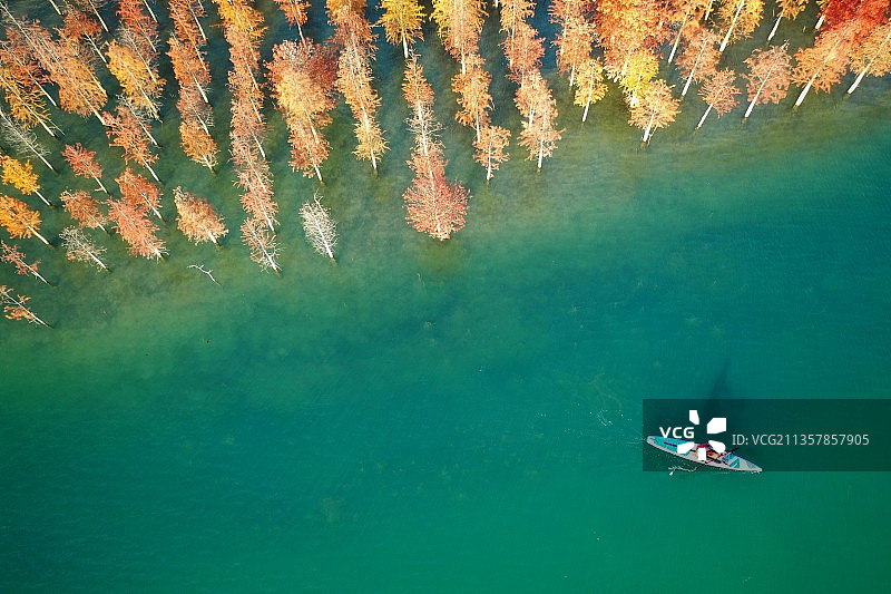 红杉林和一只桨板图片素材