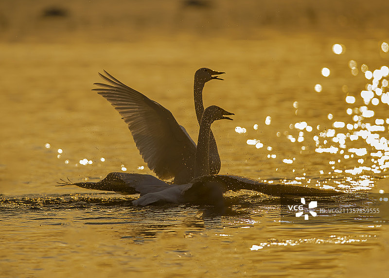 晨浴中的大天鹅图片素材