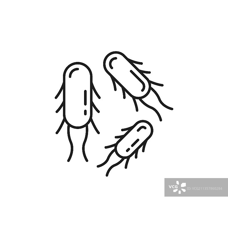 分离的乳酸杆菌益生菌微生物图片素材