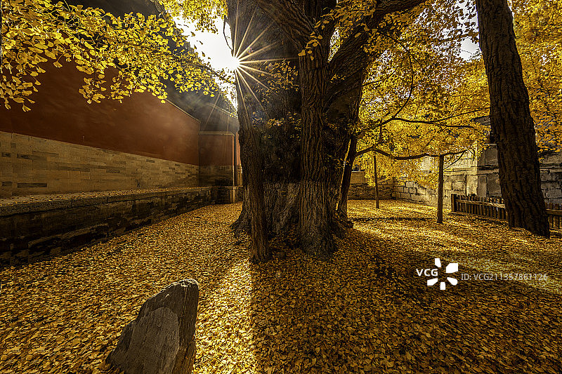 古柯不计数人为，叶茂孙枝缘荫肥。世外沧桑阅如幻，开山大定记依图片素材