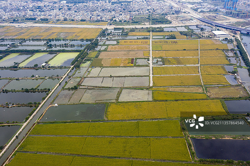 丰收时的水稻黄澄澄大片图片素材