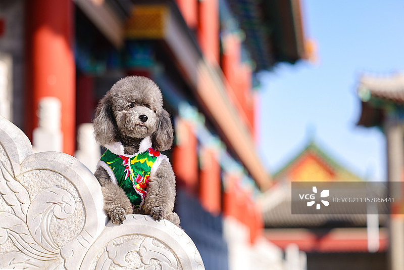 穿马褂的贵宾犬图片素材