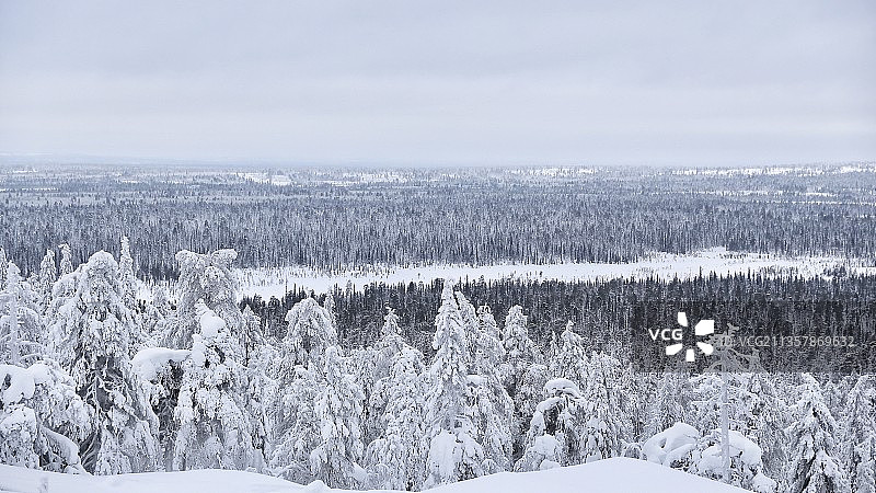 白雪皑皑的土地上的树木顶着天空图片素材