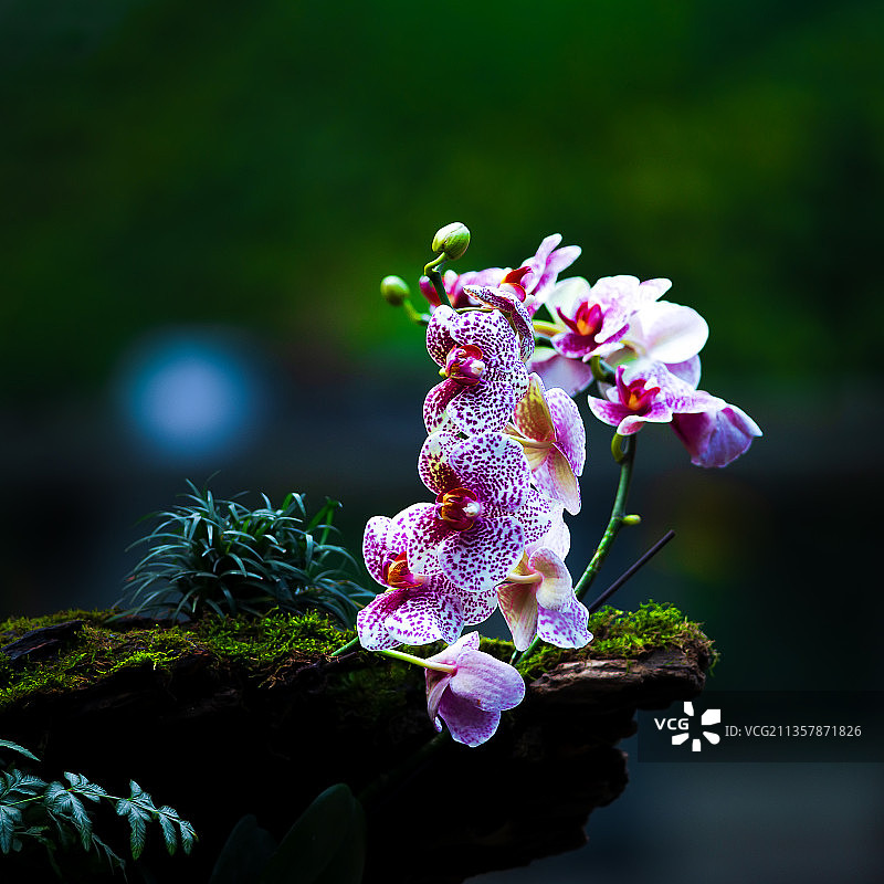 斑点蝴蝶兰图片素材