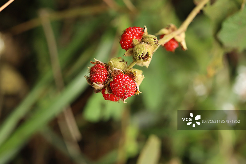 覆盆子图片素材