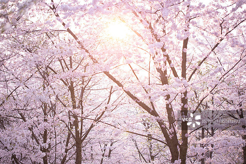 平坝樱花图片素材