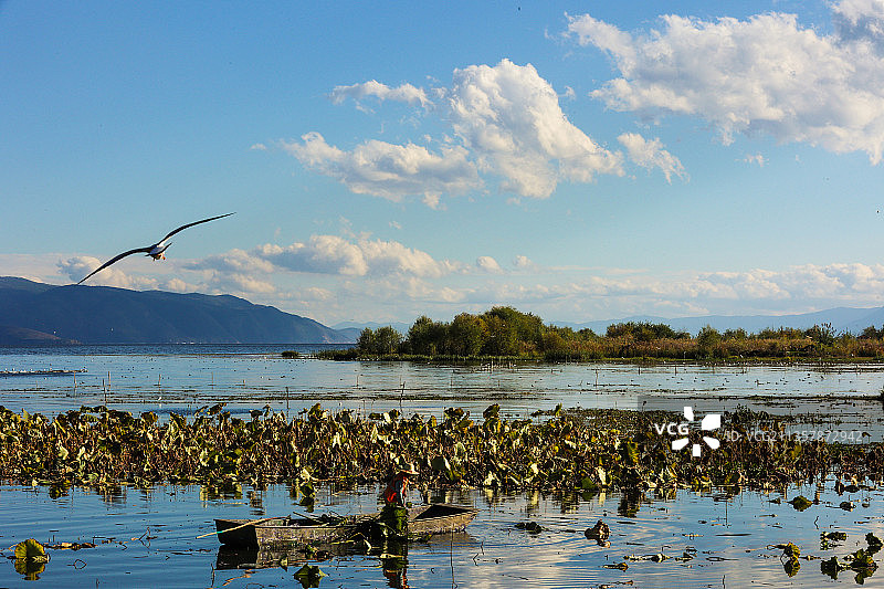 荷塘深秋图片素材