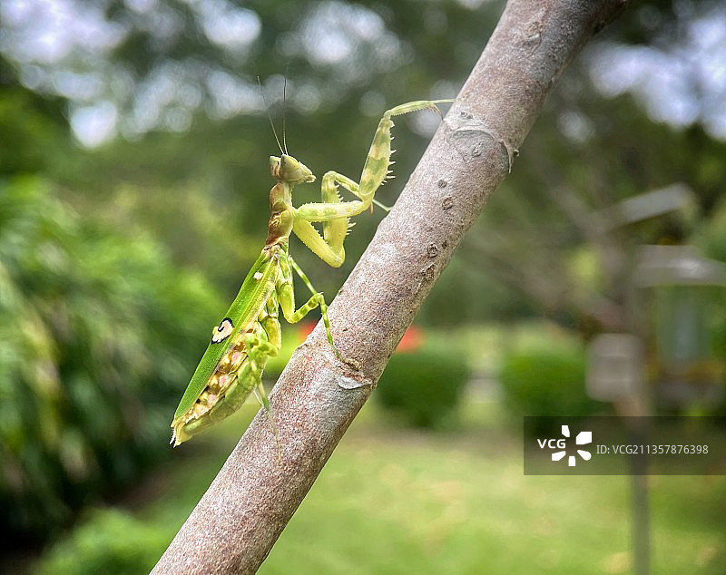 丽眼斑螳图片素材