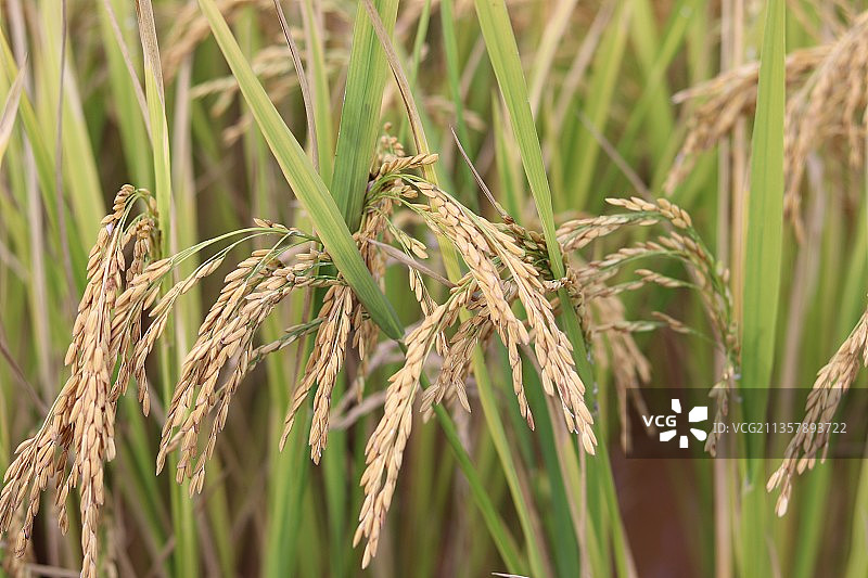 水稻图片素材
