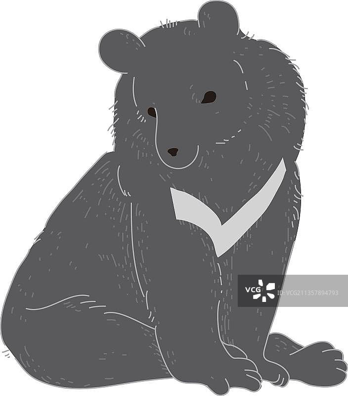 台湾黑熊图片素材