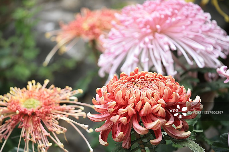 江苏南通：10万盆花卉扮靓秋日图片素材