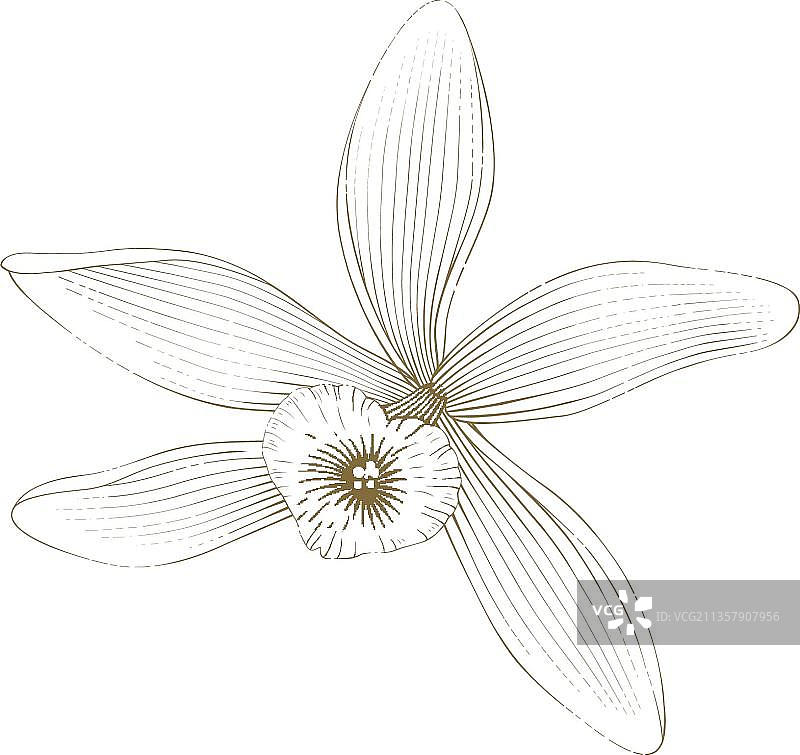 金色香草兰花在Vintage雕刻风格图片素材