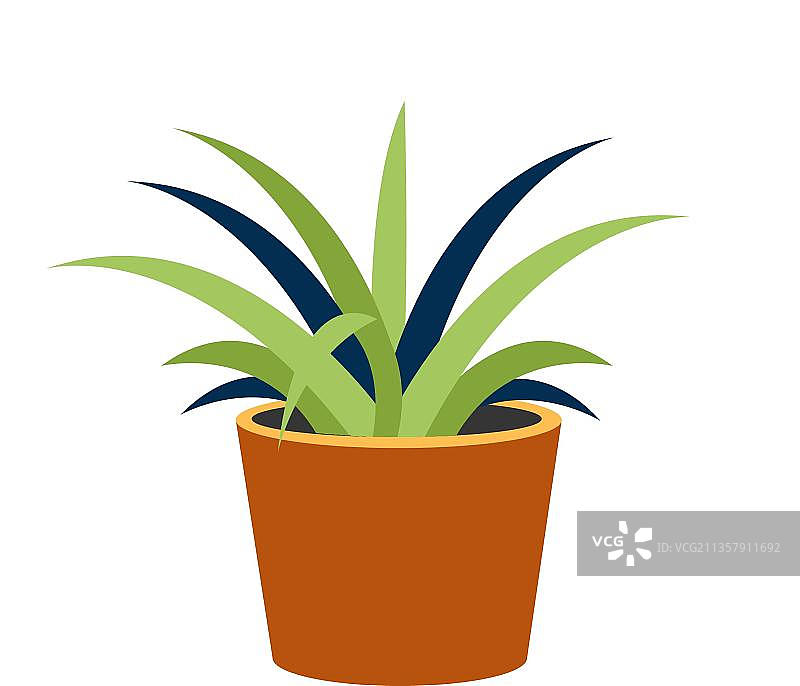 充满活力的盆栽植物图片素材