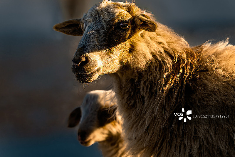 绵羊母子图片素材