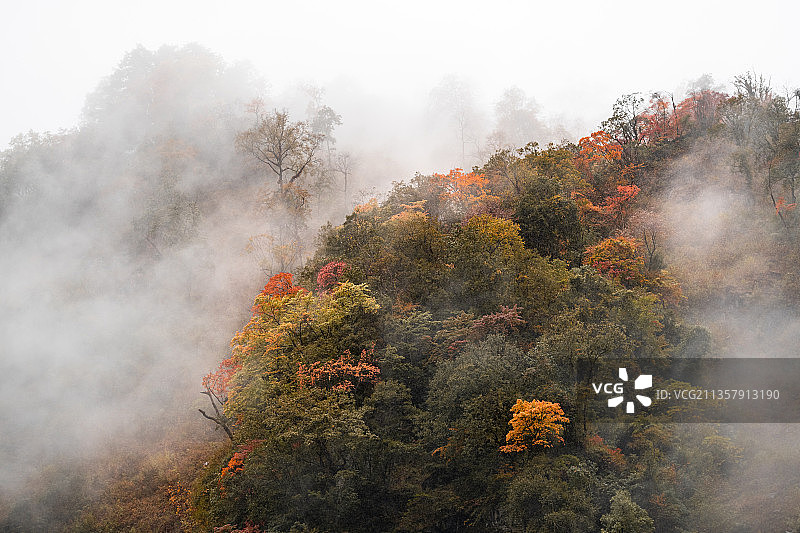 川西彩林图片素材