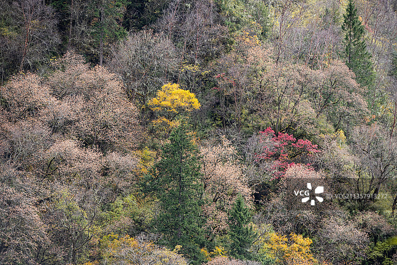 川西彩林图片素材