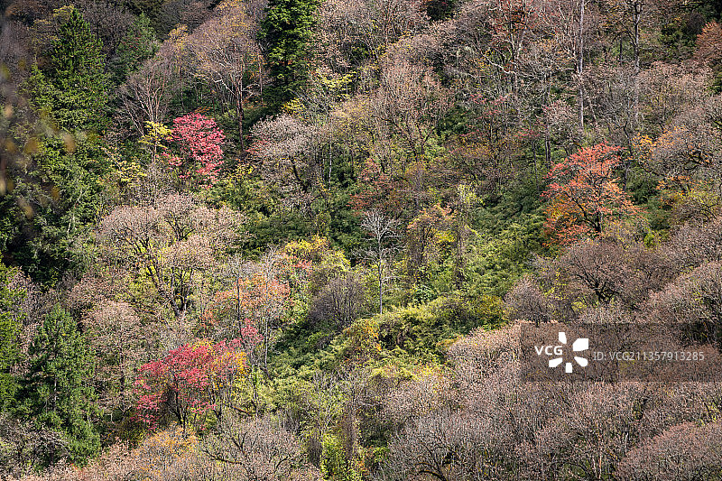 川西彩林图片素材