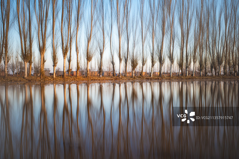 田埂上的白杨树图片素材