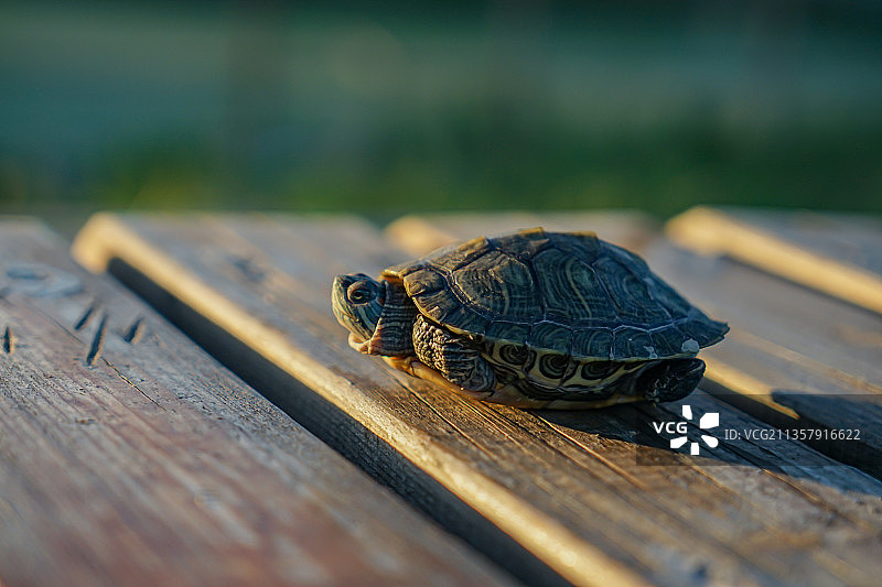 乌龟巴西龟在爬行翻身图片素材