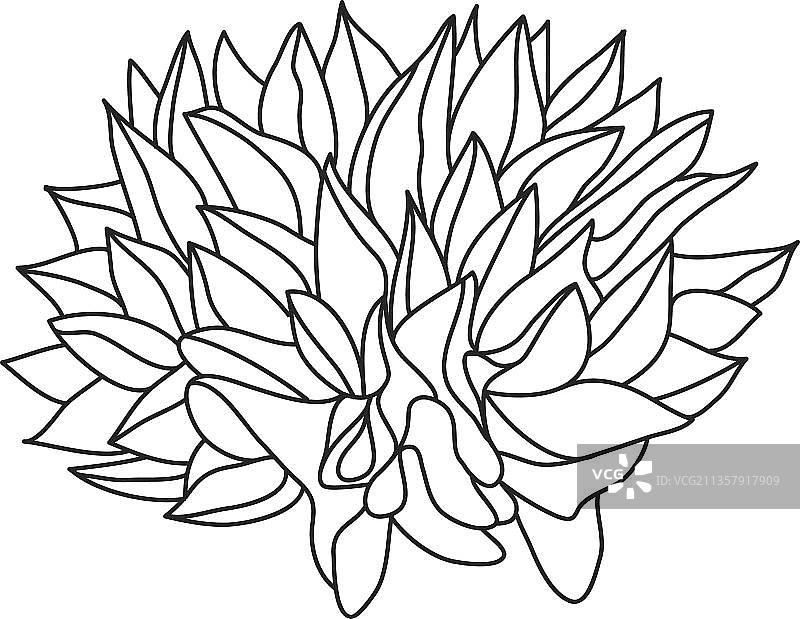 颜色漂亮的石莲花图片素材