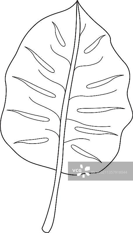 蓬莱蕉的着色图片素材