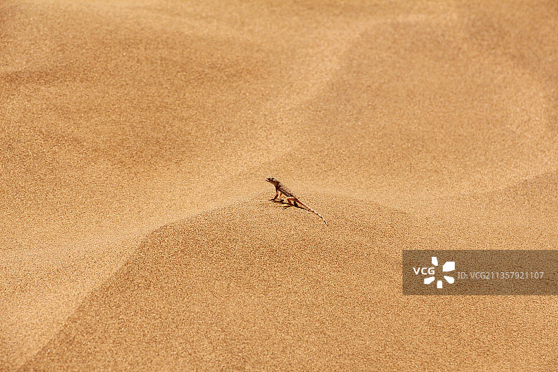 沙漠蜥蜴图片素材