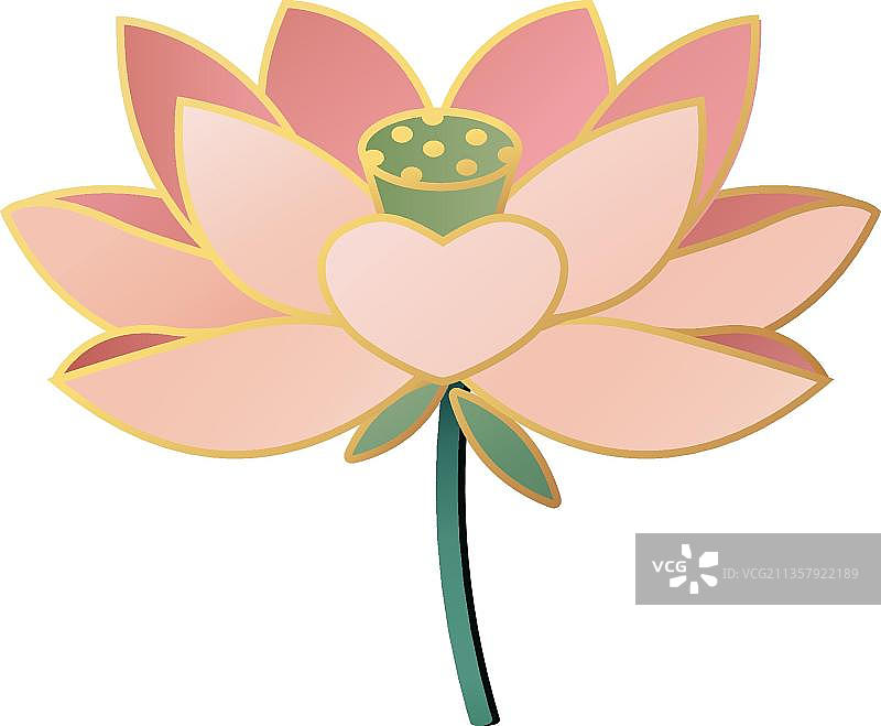 粉红色的莲花图片素材