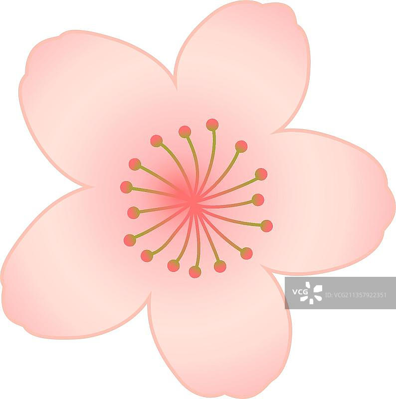 浅粉梅花图片素材