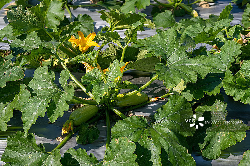 云南小瓜图片素材