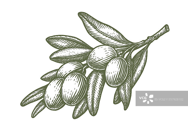 带有果实和树叶的橄榄树枝图片素材