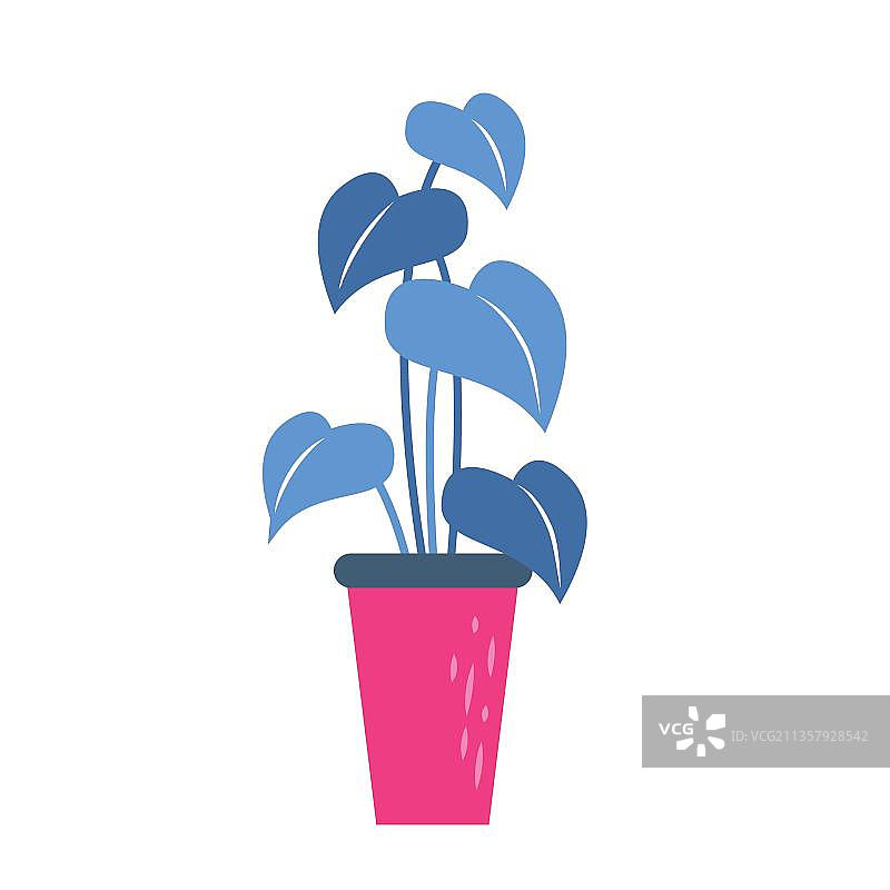 蓝色的盆栽植物图片素材