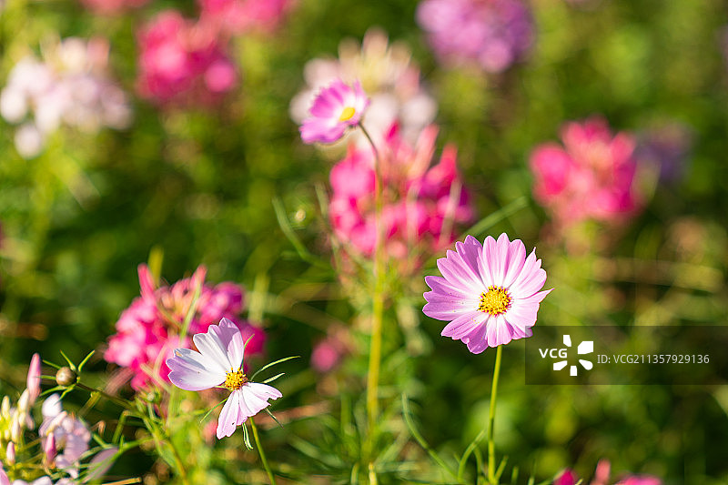 上海共青森林公园中盛开的醉蝶花图片素材