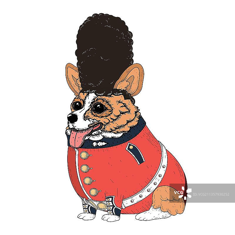 穿着英国警卫服的柯基犬图片素材