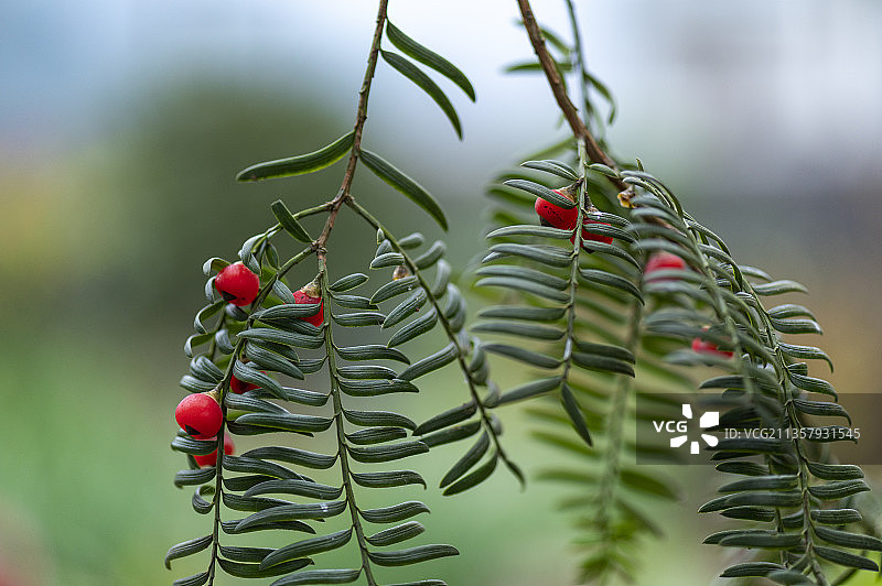 珍惜植物中国西南红豆杉树挂满红豆果图片素材