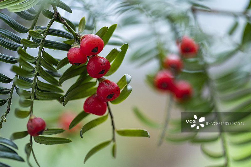 珍惜植物中国西南红豆杉树挂满红豆果图片素材