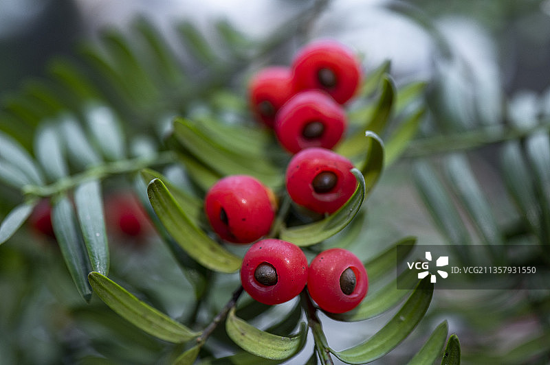 珍惜植物中国西南红豆杉树挂满红豆果图片素材