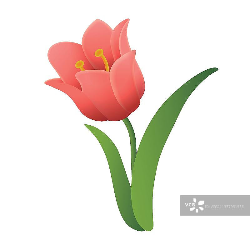 郁金香花图片素材