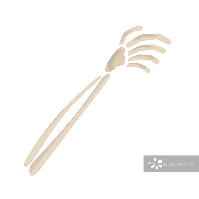 骨架的手臂图片素材